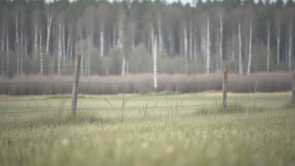 Jakie są inne metody odstraszania dzików?