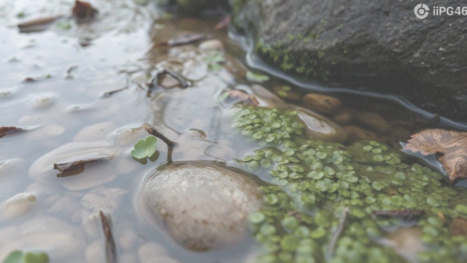 Co to jest cykl życia meszki i gdzie się rozwijają larwy?